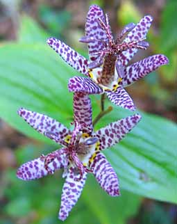 Tricyrtis hirta (lys crapaud)